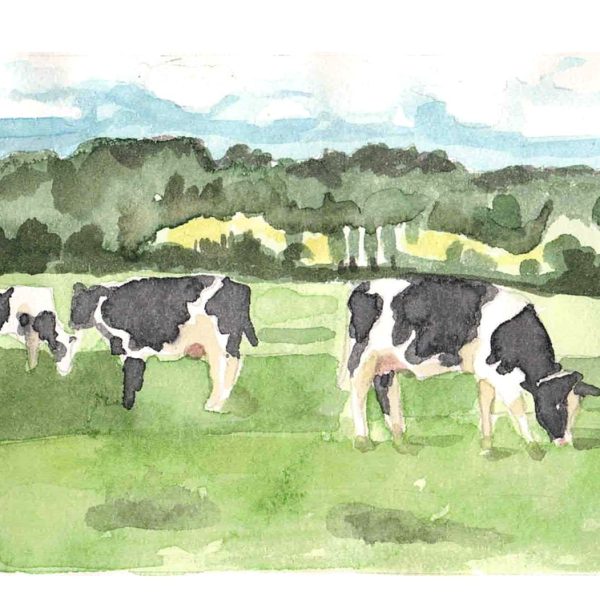 vache2